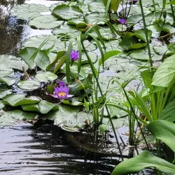 Sunken Gardens - Saint Petersburg