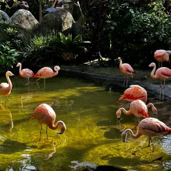 Sunken Gardens - Saint Petersburg