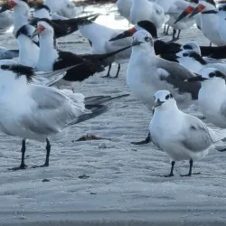 Lido Key Beach - Sarasota