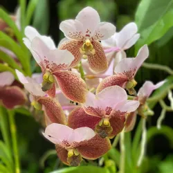 Marie Selby Botanical Gardens - Sarasota