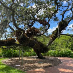 Marie Selby Botanical Gardens - Sarasota