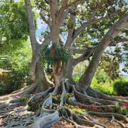Marie Selby Botanical Gardens - Sarasota