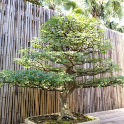 Marie Selby Botanical Gardens - Sarasota