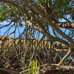 Marie Selby Botanical Gardens - Sarasota
