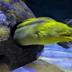 Mote Marine Laboratory & Aquarium - Sarasota
