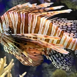 Mote Marine Laboratory & Aquarium - Sarasota