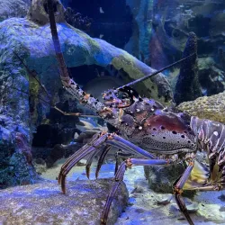 Mote Marine Laboratory & Aquarium - Sarasota