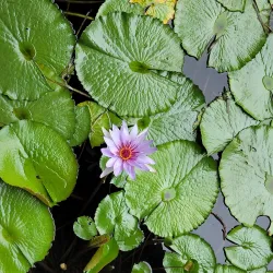 Mote Marine Laboratory & Aquarium - Sarasota