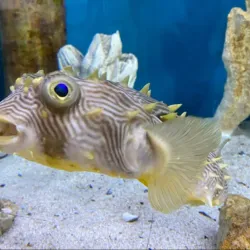 Mote Marine Laboratory & Aquarium - Sarasota
