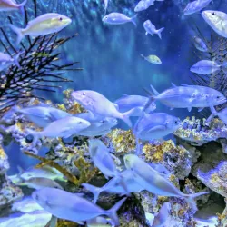 Mote Marine Laboratory & Aquarium - Sarasota