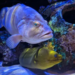 Mote Marine Laboratory & Aquarium - Sarasota