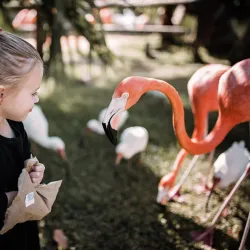 Sarasota Jungle Gardens - Sarasota