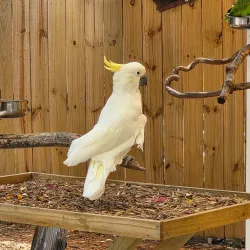 Sarasota Jungle Gardens - Sarasota