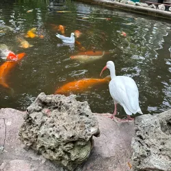 Sarasota Jungle Gardens - Sarasota