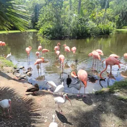 Sarasota Jungle Gardens - Sarasota