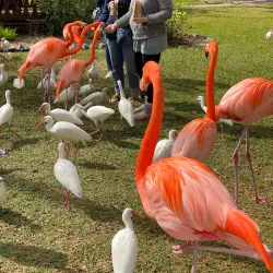 Sarasota Jungle Gardens - Sarasota
