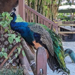 Sarasota Jungle Gardens - Sarasota