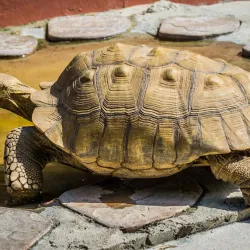 Sarasota Jungle Gardens - Sarasota