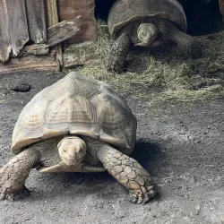 Sarasota Jungle Gardens - Sarasota