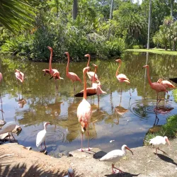 Sarasota Jungle Gardens - Sarasota