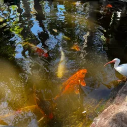 Sarasota Jungle Gardens - Sarasota
