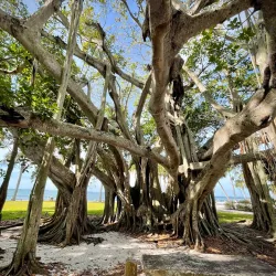 The John and Mable Ringling Museum of Art - Sarasota
