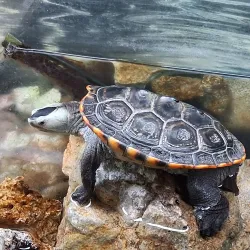 Barrier Island Sanctuary - Satellite Beach