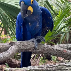 Brevard Zoo - Satellite Beach