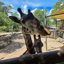 Brevard Zoo - Satellite Beach