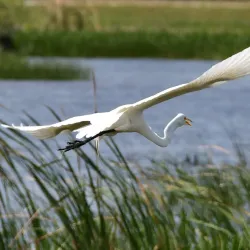 Ritch Grissom Memorial Wetlands at Viera - Satellite Beach
