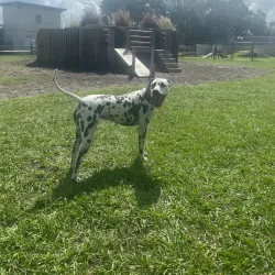 Satellite Beach Dog Park - Satellite Beach