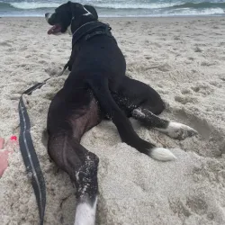 Satellite Beach Dog Park - Satellite Beach