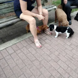 Satellite Beach Dog Park - Satellite Beach