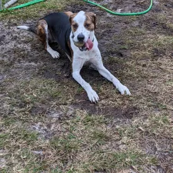 Satellite Beach Dog Park - Satellite Beach