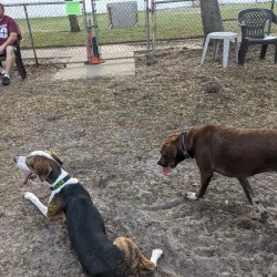 Satellite Beach Dog Park - Satellite Beach