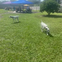 Satellite Beach Dog Park - Satellite Beach