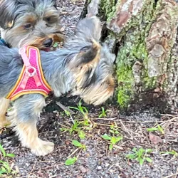 Satellite Beach - Satellite Beach