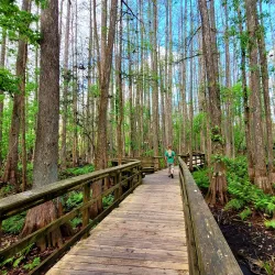 Highlands Hammock State Park - Sebring