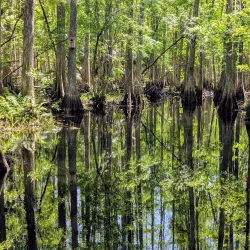 Highlands Hammock State Park - Sebring