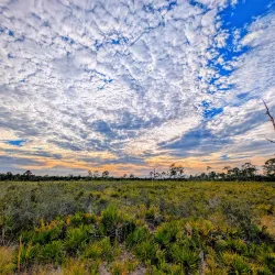 Highlands Hammock State Park - Sebring