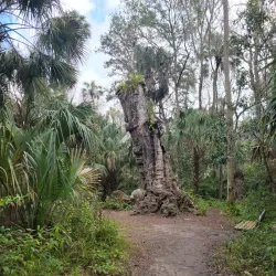 Highlands Hammock State Park - Sebring