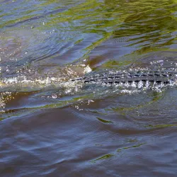 Sebring Airboat Tours - Sebring