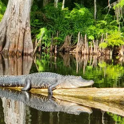 Sebring Airboat Tours - Sebring