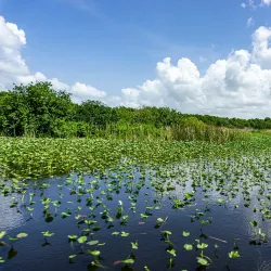 Sebring Airboat Tours - Sebring