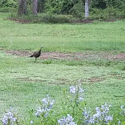 Sebring Golf Club - Sebring