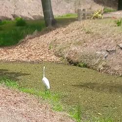 Sebring Golf Club - Sebring