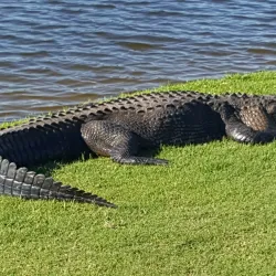 Fox Hollow Golf Club - Spring Hill