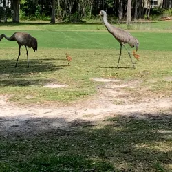 Hernando Oaks Golf and Country Club - Spring Hill