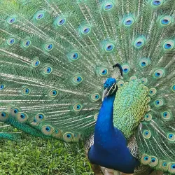 Weeki Wachee Springs State Park - Spring Hill