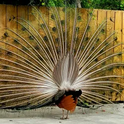 Weeki Wachee Springs State Park - Spring Hill